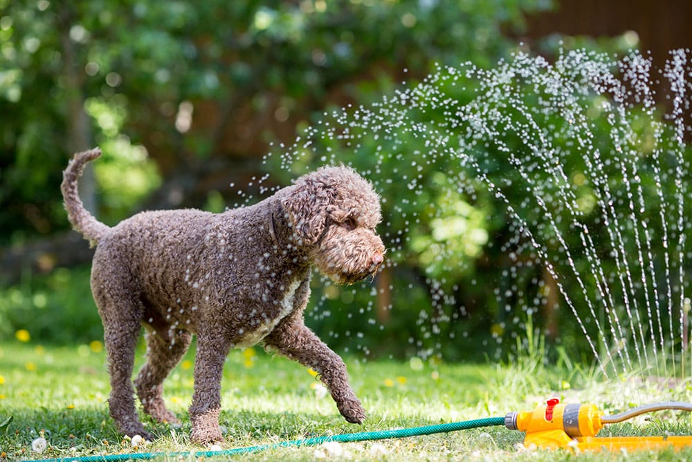 Happy dog playing in a backyard sprinkler enjoying healthy outdoor activity