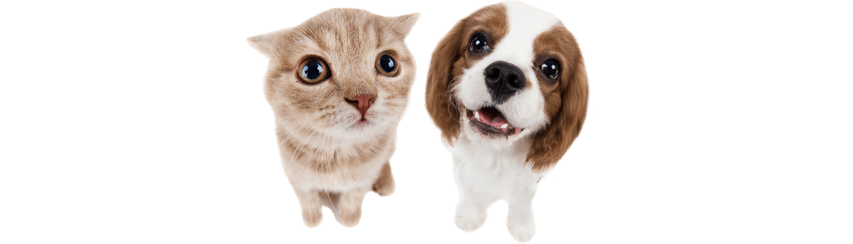 Dog resting comfortably during post-surgical recovery care at Gateway Veterinary Surgery