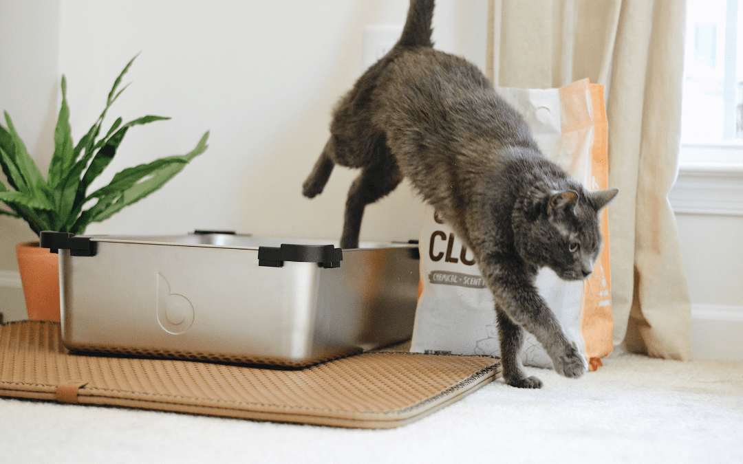 Helping Your Cat with the Litter Box