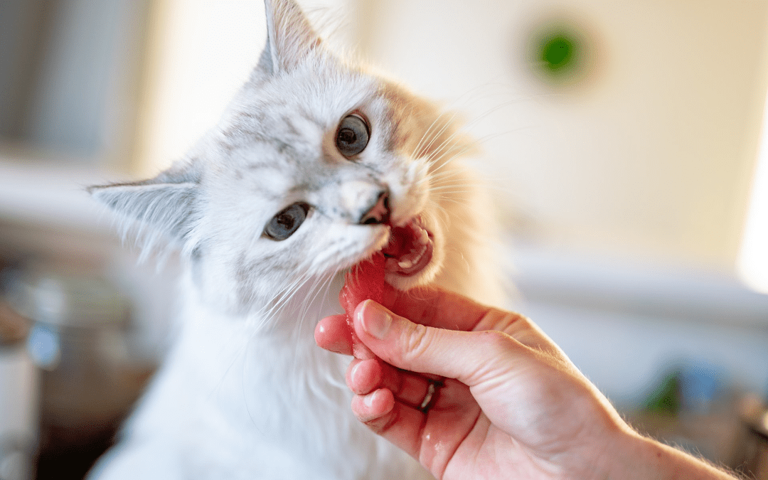 The Secret to Successfully Medicating Your Pet