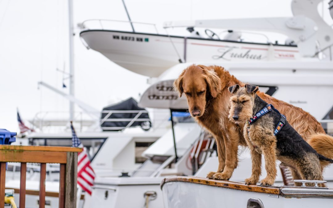 Anchors Away! Boating and Lake Safety Tips for Pets