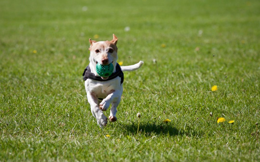 White dog running with a ball in mouth