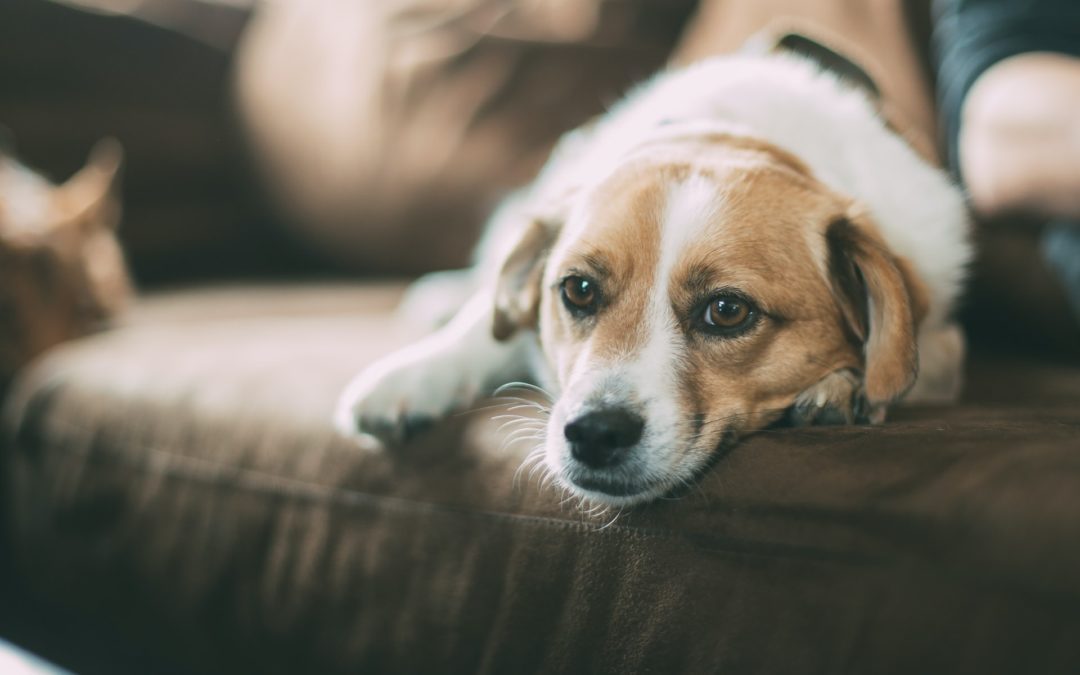 3 Tips To Help Your Pet With Noise Aversion