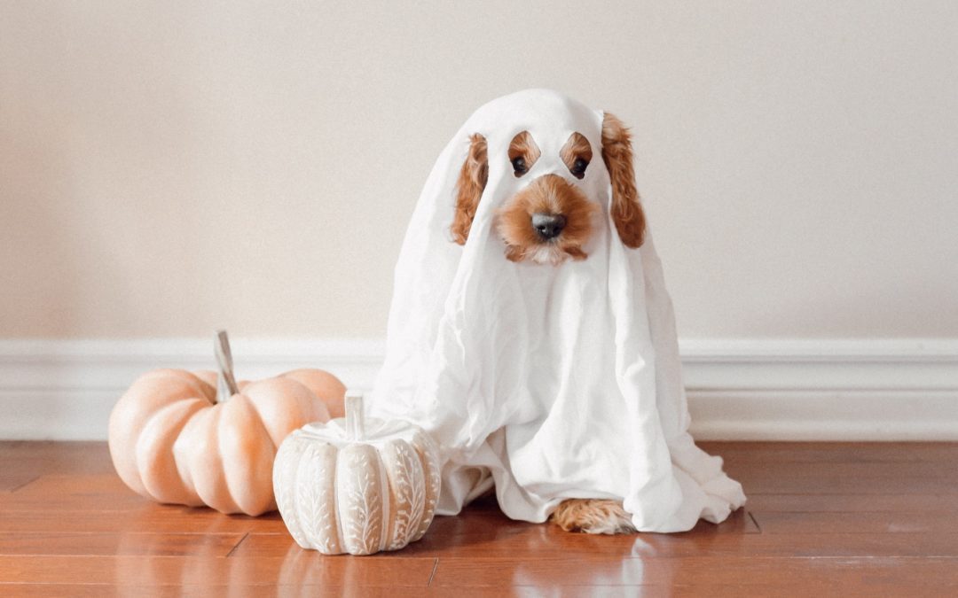 Fluffy dog in sheet ghost costume sitting by pumpkins.