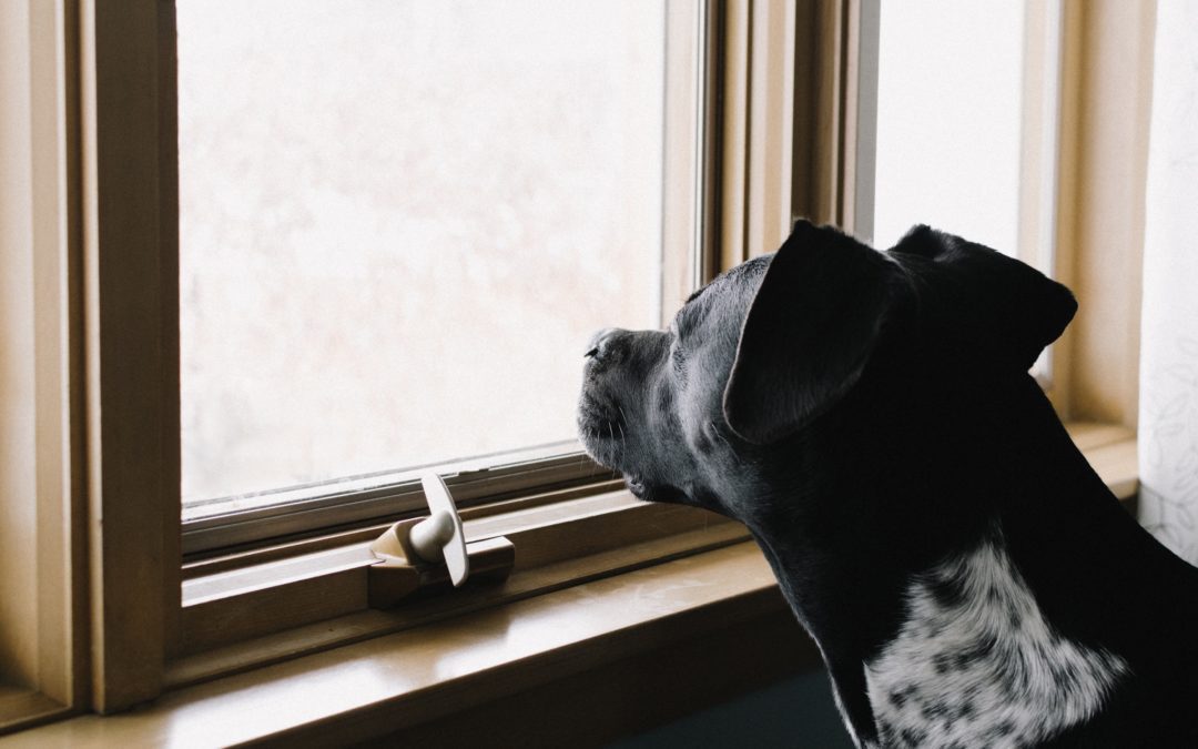 Black and white dog looking out the window