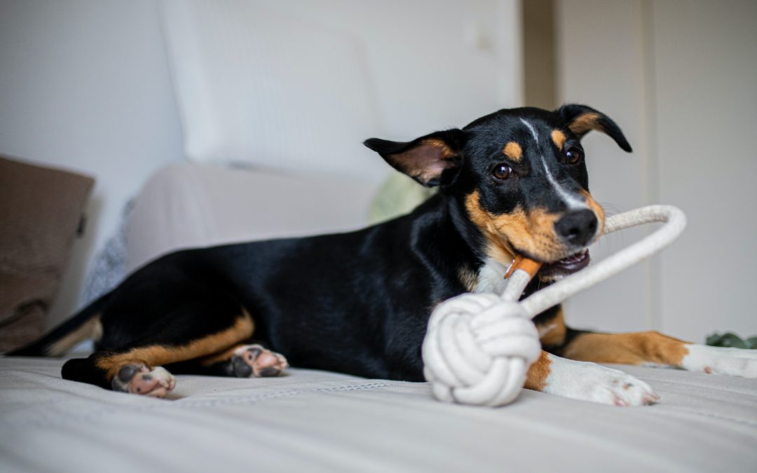 Small dog playing with rope toy indoors
