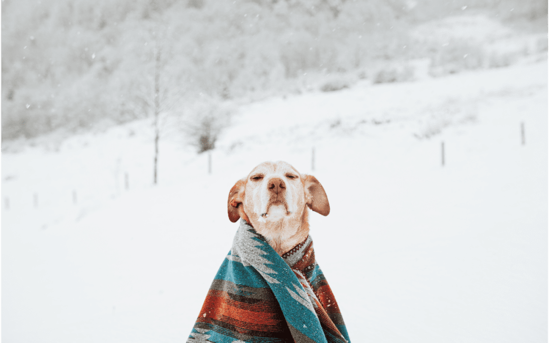 Yellow lab in blanket in the snow