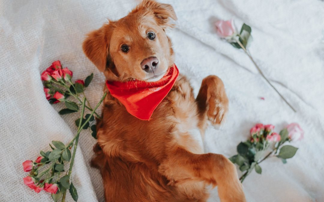 Brown dog on bed with roses.