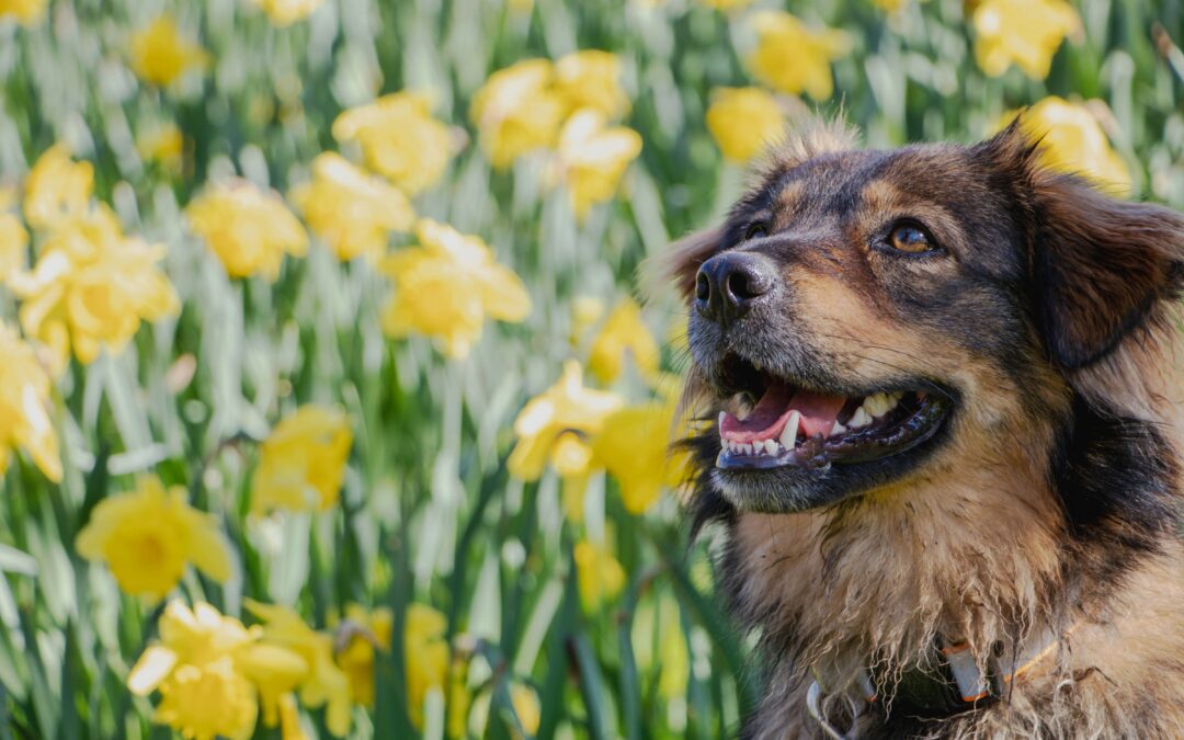 Signs of Spring Allergies in Pets
