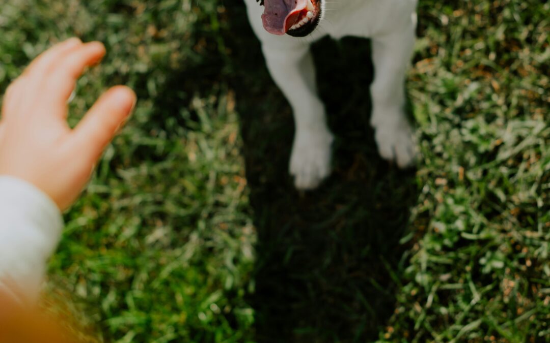 Lower Your Pet’s Stress by Giving Them a Recovery Space