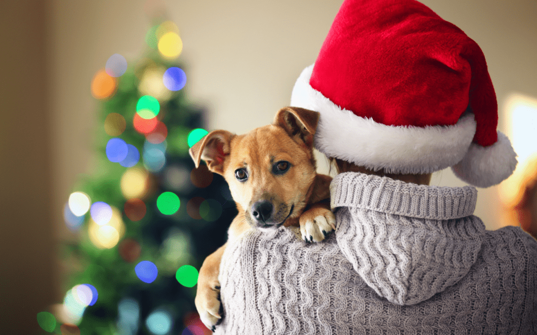 Keep Your Pets Safe This Holiday Season